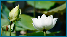Bùn Đất Toả Hương